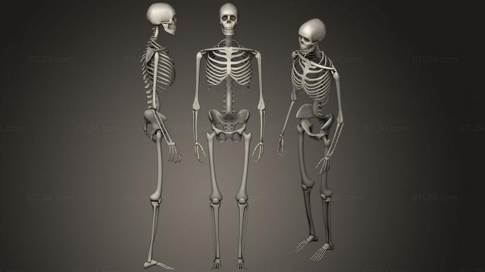 Анатомия скелеты и черепа (Человеческий скелет 21, ANTM_0723) 3D модель для ЧПУ станка